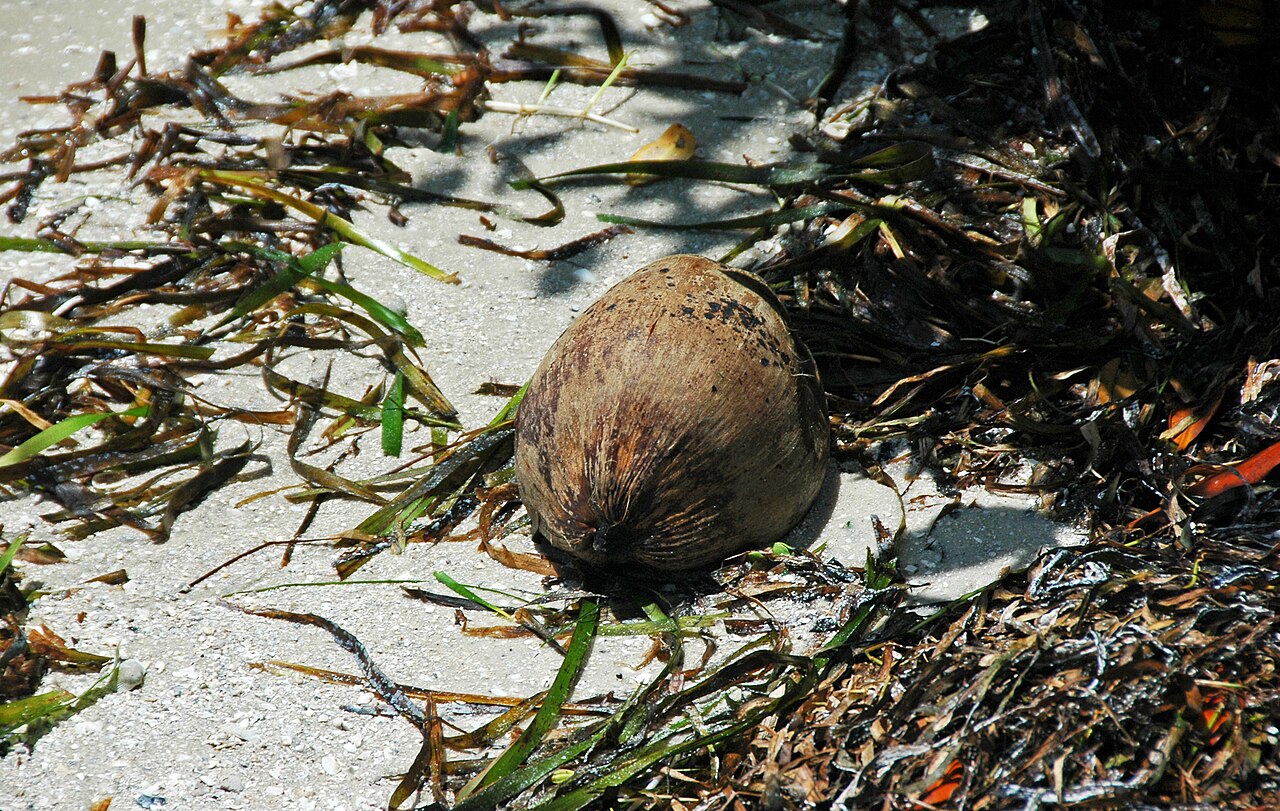 Relocation Tour or Explore Coronado Yourself? An Honest Take